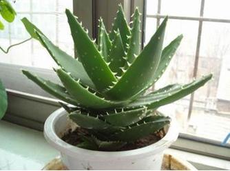 车间办公室盆栽布置照片,办公室的大盆栽图片大全