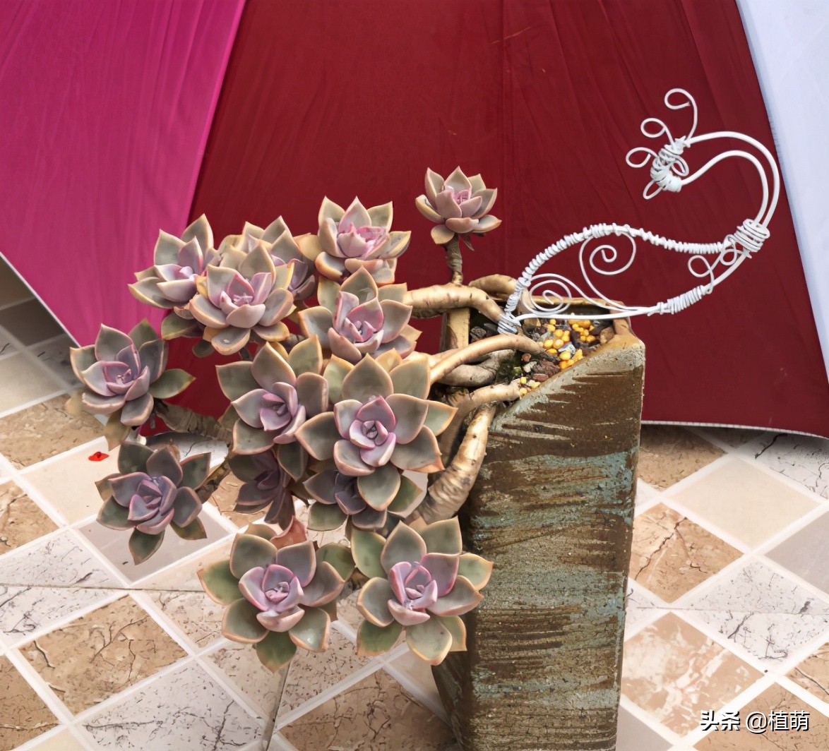 初恋老桩，曾经15元没人要，经过肉友造型后，一年后完美逆袭