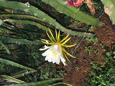 火龙果的籽几年能结果,红心火龙果几年结果