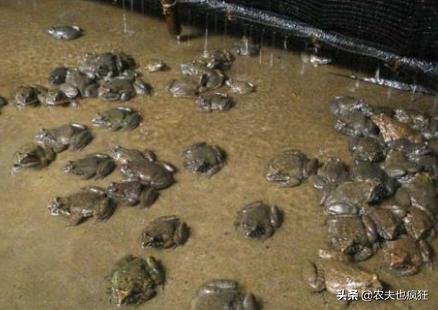 它被称为“蛙中之王”，价格年年涨，如今180元1斤，农民却不敢养