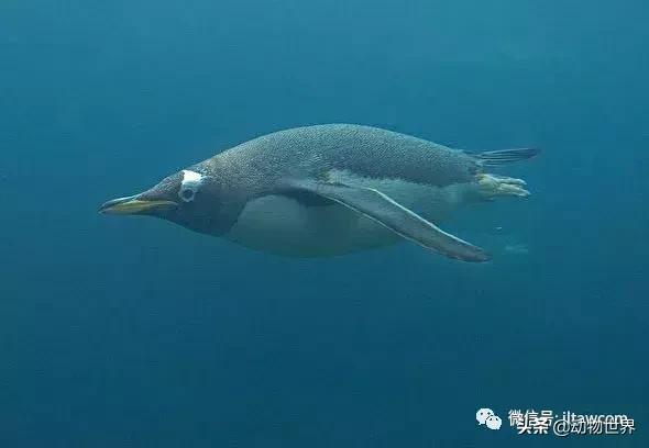 企鹅没有毛还能生活在北极,企鹅没有冰能生活吗