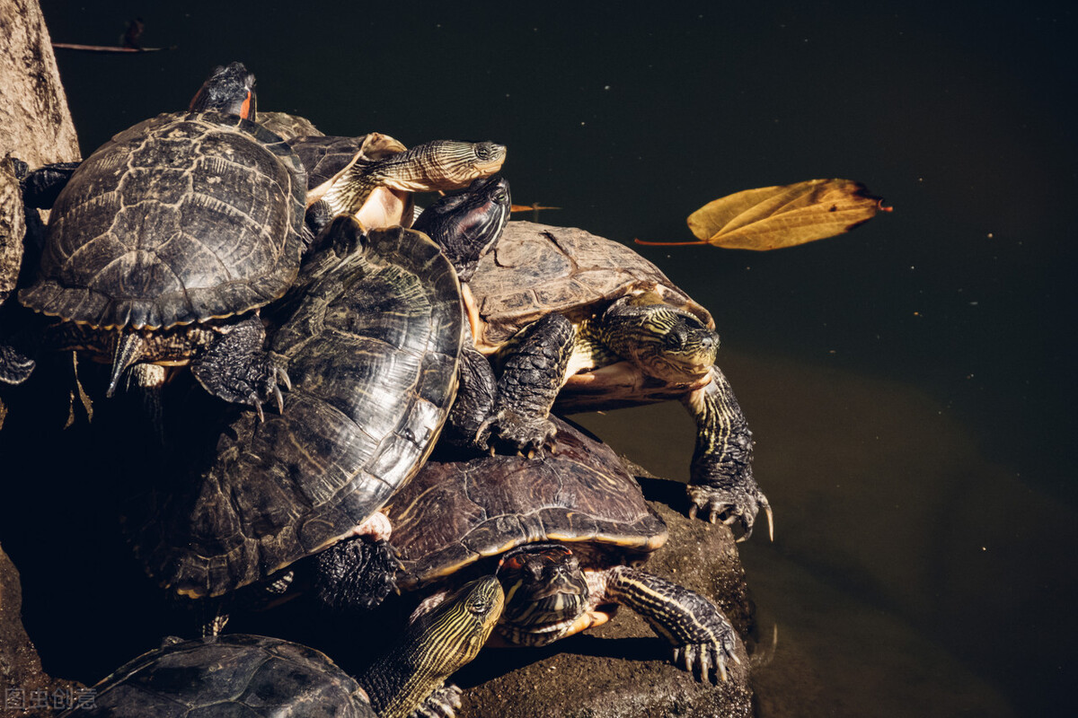 巴西龟得白眼了怎么办,巴西龟得了白眼怎么办不用药