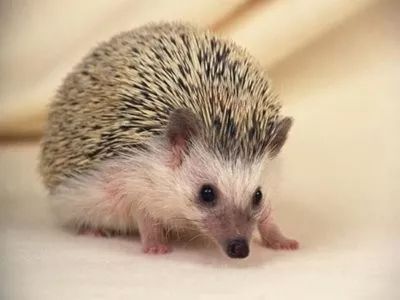 2019十大养殖品种图片,这两年最火的养殖品种