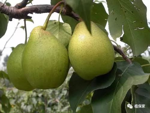 氨基酸聚谷氨酸肥料,聚天门冬氨酸肥料