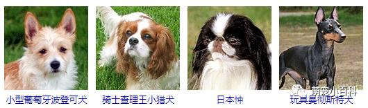狗狗品种分类大全,狗狗品种鉴定