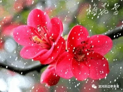 鼠年最佳20副春联,鼠年最佳10副春联