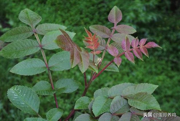 养鸡的十大妙招有哪些,养鸡的秘诀