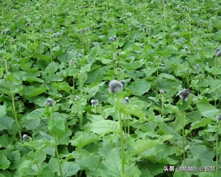 农村种植致富项目中药材,中药材种植成百姓致富良方