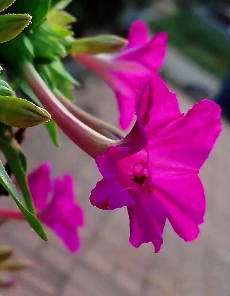 紫茉莉花色,紫茉莉的花朵有香味吗
