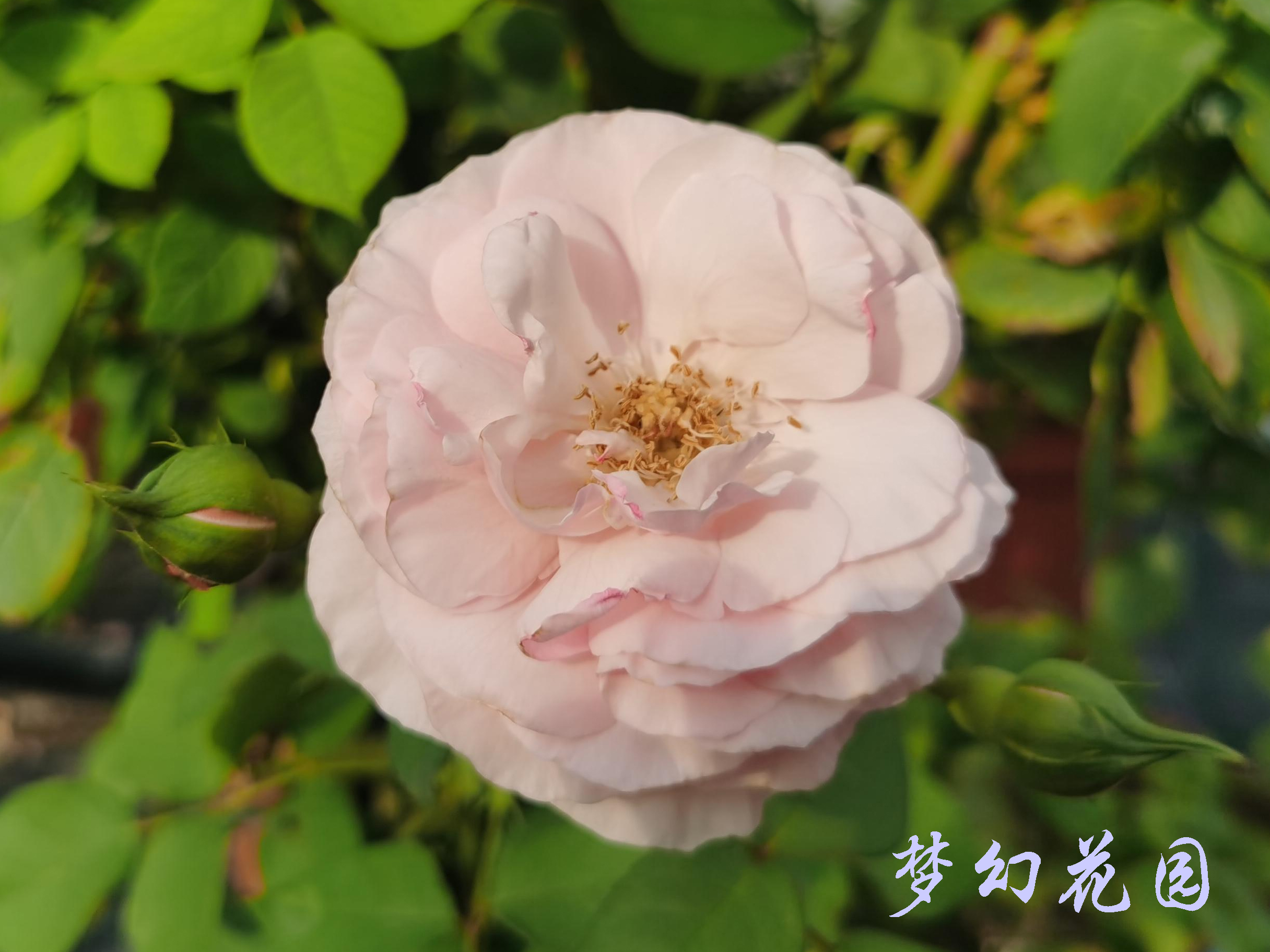 大兴月季园的月季有多少种,北京最大的月季基地在哪