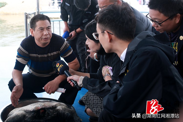 34斤大甲鱼图片,68斤重大甲鱼图片