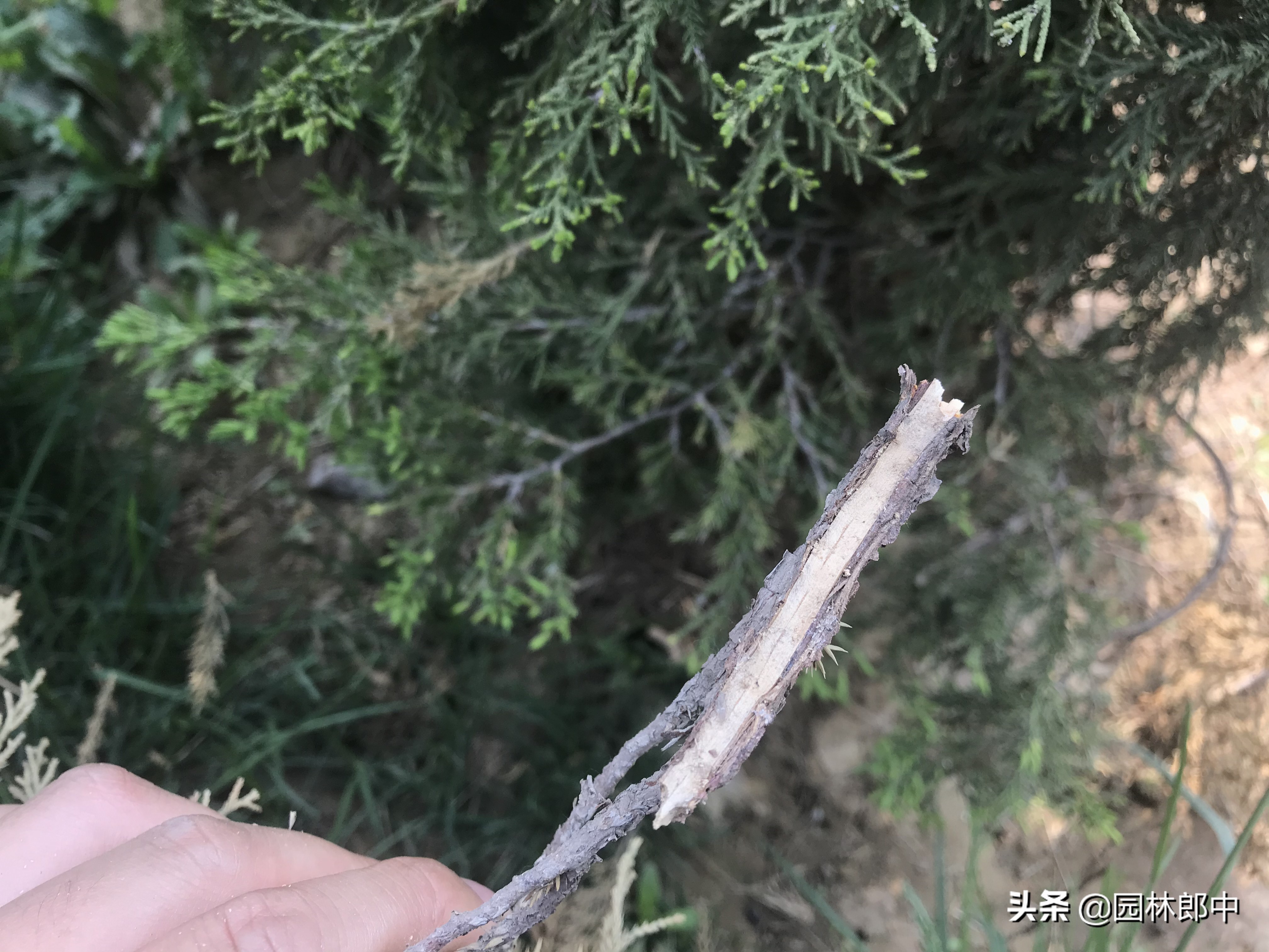 柏树有枯黄叶怎么办,柏树枯萎是什么病表现