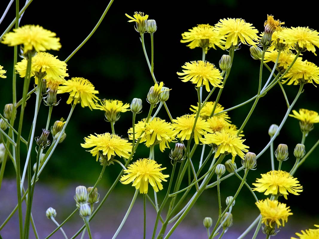 每个十一月生日对应的生日花,365天每天代表生日的花有哪些