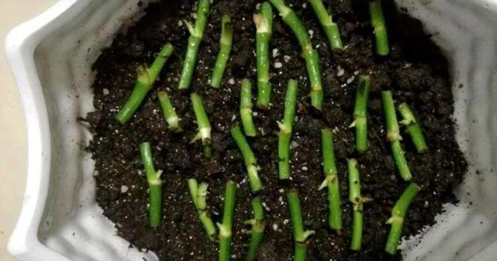 缁胯悵鏋濆彾鏀炬按閲屽涔呰兘鐢熸牴,缁胯悵鏋濆彾鏀惧湪姘撮噷澶氫箙鐢熸牴