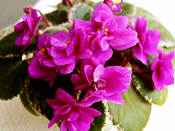 紫罗兰花卉大全,紫罗兰花卉盆栽图片