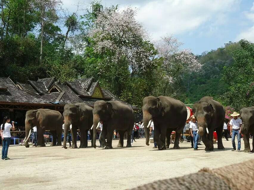 美丽的西双版纳的泼水节视频,西双版纳的泼水节中的傣妹