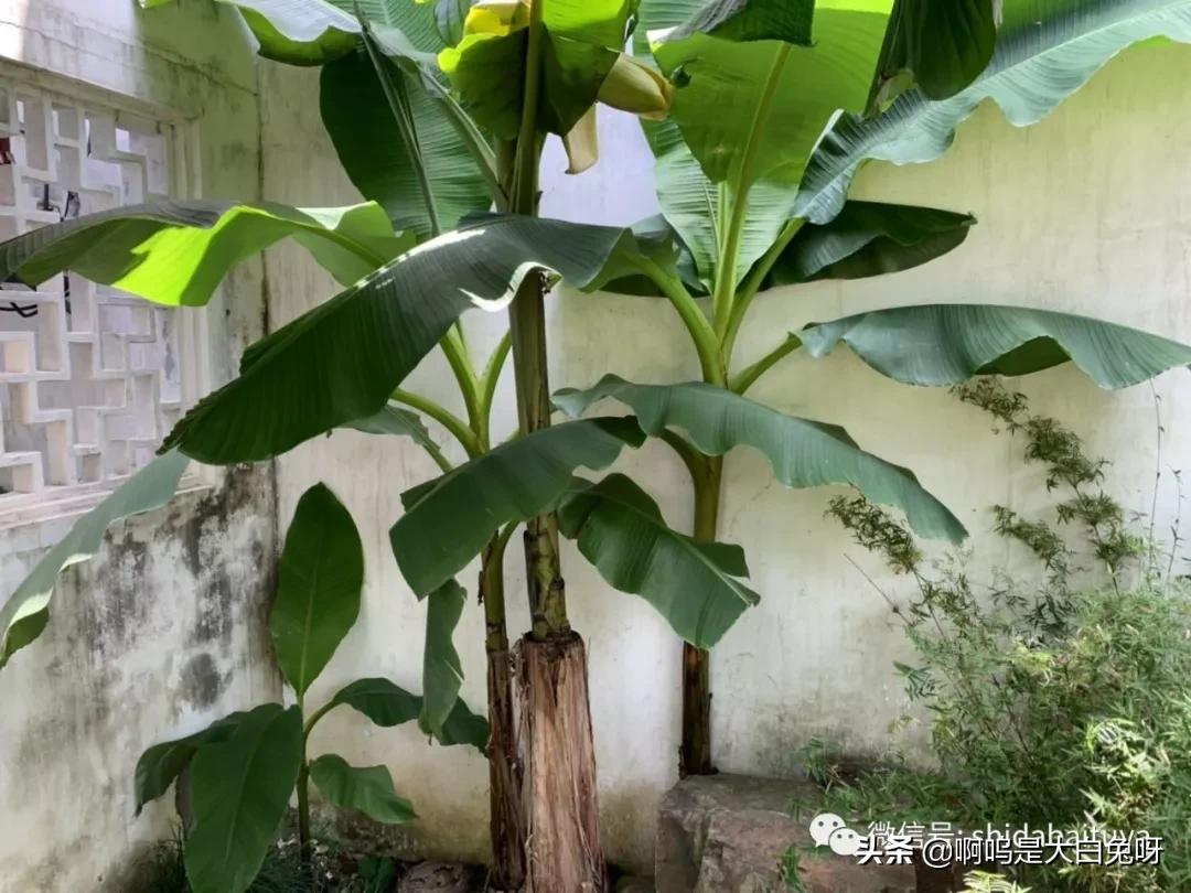 苏州一日游团队攻略,200元苏州一日游