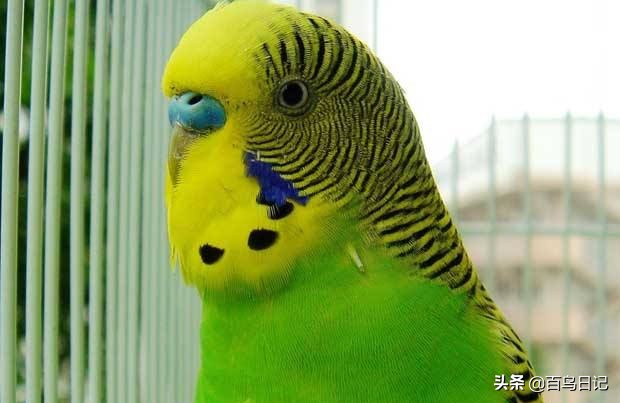 鸟肠胃不好怎么治疗最好,鸟肠道寄生虫怎么治疗