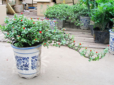 寓意好适合家里养的花,10种最旺家的花及寓意