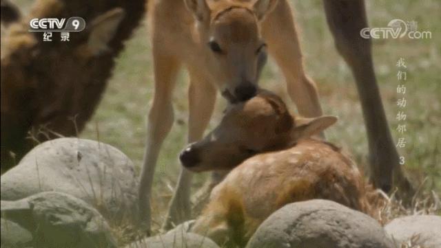 央视拍这种片怎么就没「流量」
