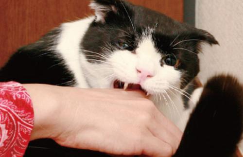 如何正确抱猫咪,猫咪走路的正确姿势