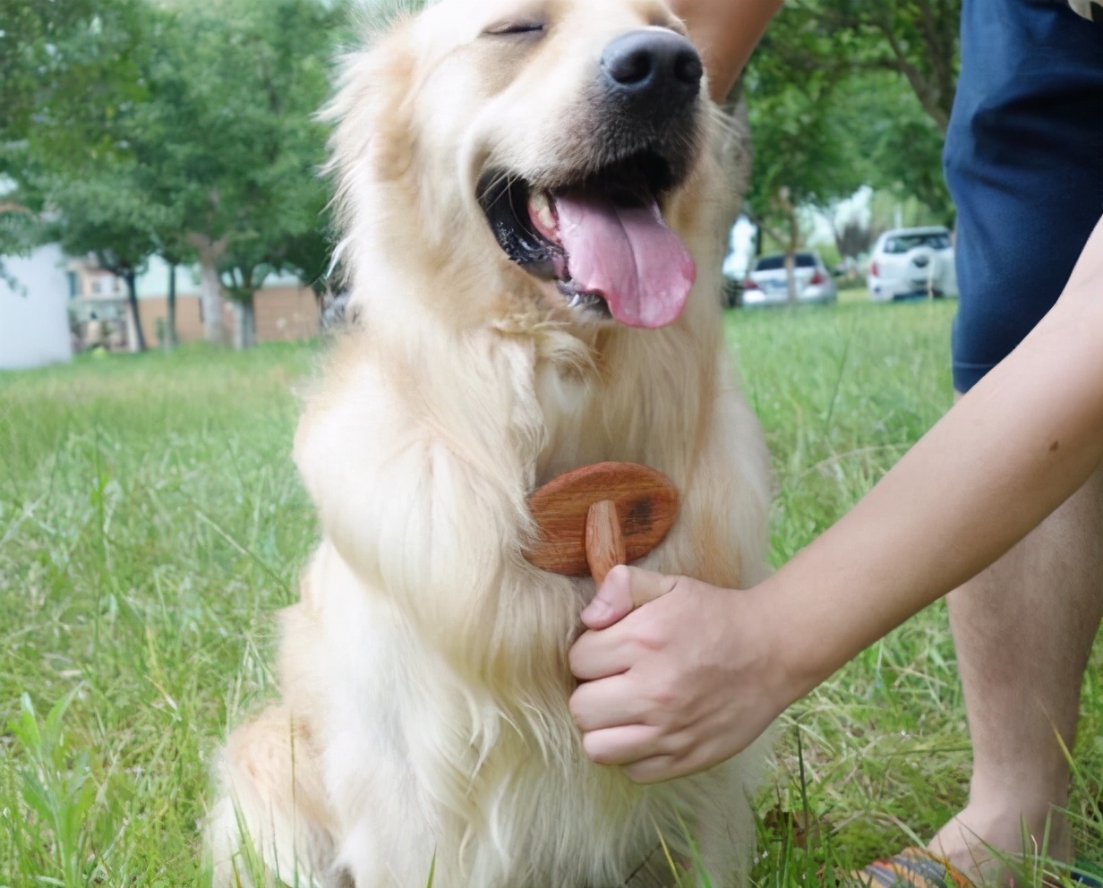 容易训练不容易掉毛易养的小型狗,最好养的狗又干净又不掉毛不咬人
