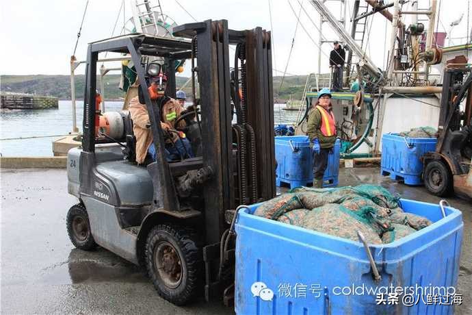 盐田生虾仁工厂,去壳北极甜虾工厂