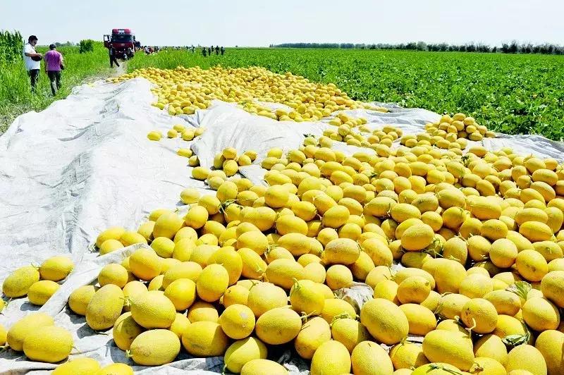 *疆新**瓜果地图？开吃