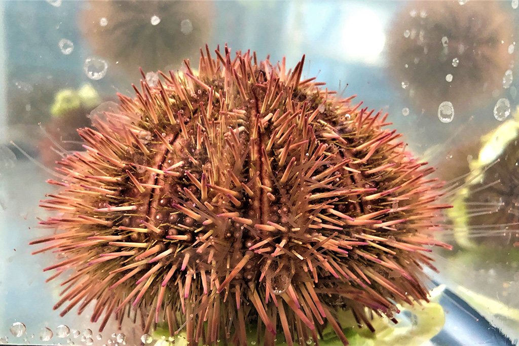 海胆到底多好吃,海胆原来是这么吃的