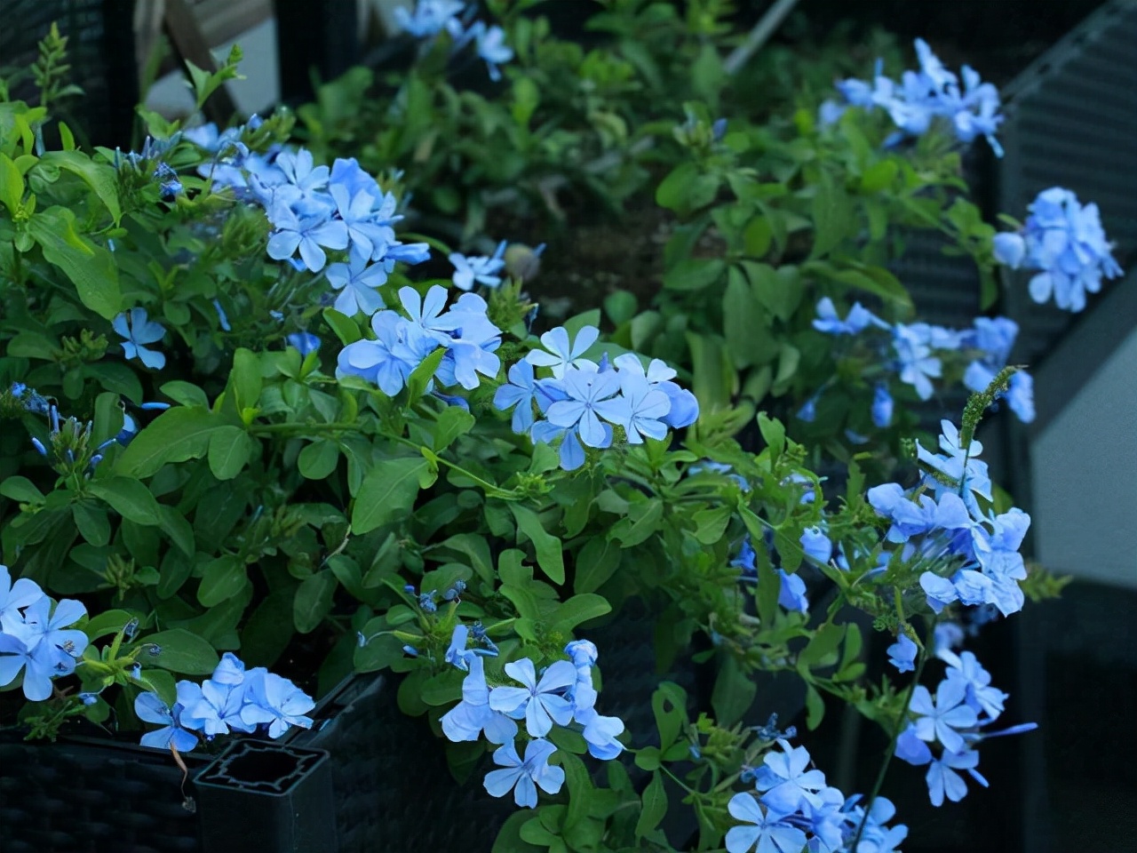 十种蓝色花,常见的六种蓝色花