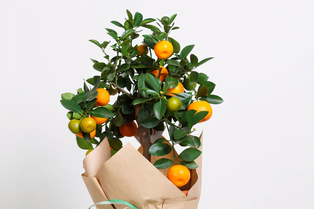 想吃水果不用买，栽一棵“小果树”，几个月就结果，南北方都可养