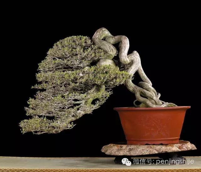 大师级老桩盆景欣赏,精美绝伦的老桩盆景