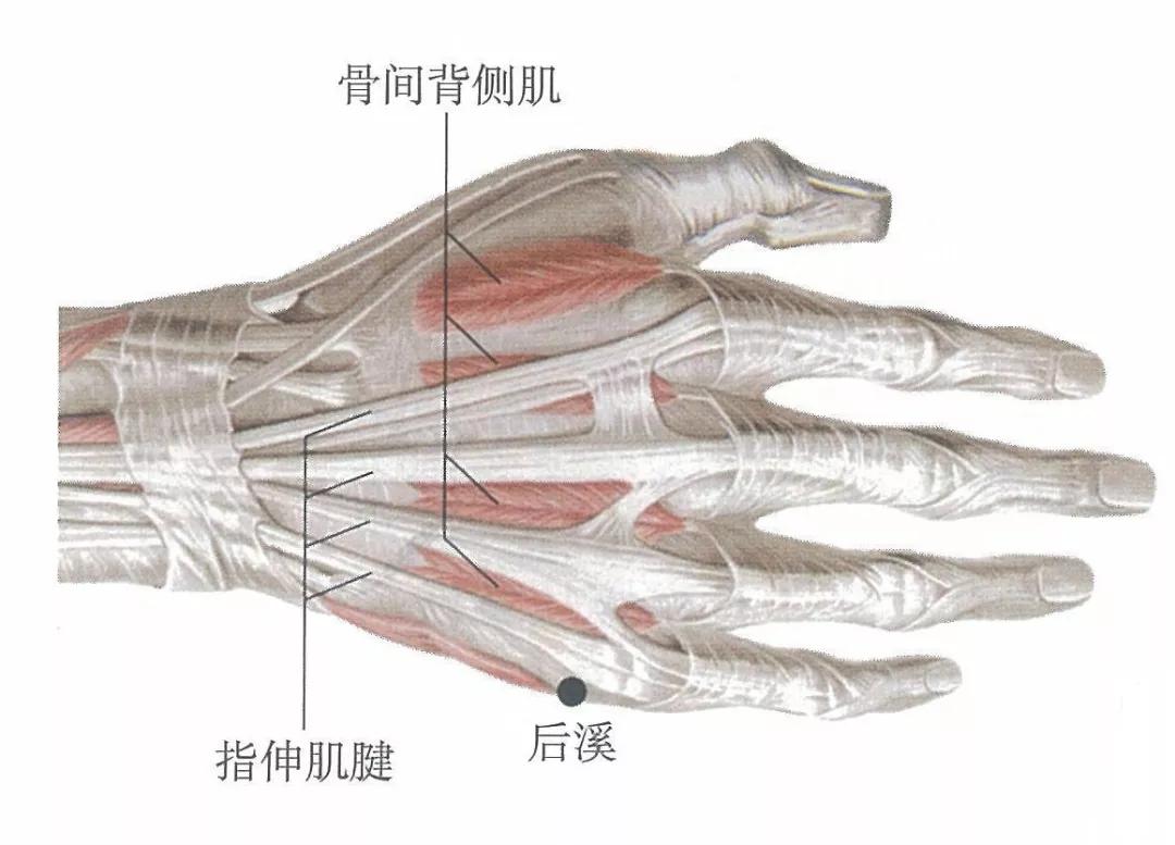 止痛的五输穴,十二输穴一览表