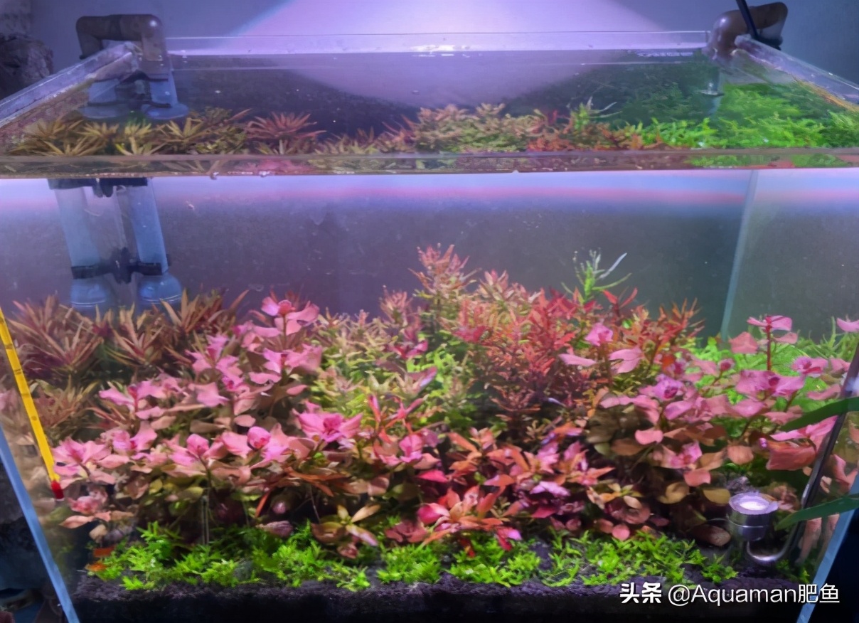 便宜又好养的水草推荐,好养又便宜的水草推荐