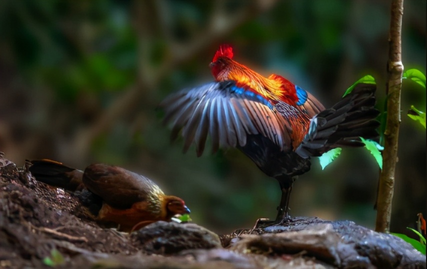 搞笑gif趣图兄弟们来跟我一起摇摆,大哥搞笑动图gif