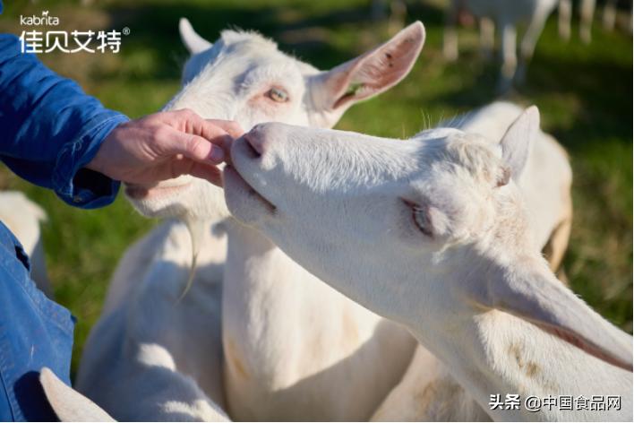 十大婴幼儿放心羊奶粉排行榜,羊奶粉口碑最好的前十名婴幼儿