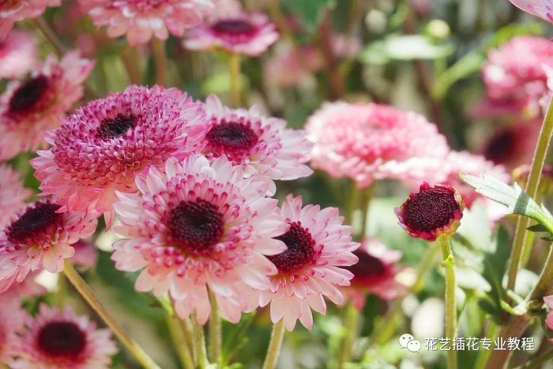 学花艺必备的花语,花艺师要知道的花与花语