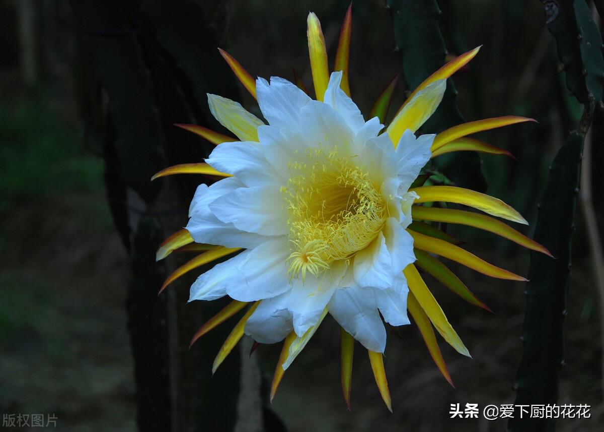 火龙果籽上白色的东西是什么,火龙果外皮上像鳞片一样的是什么