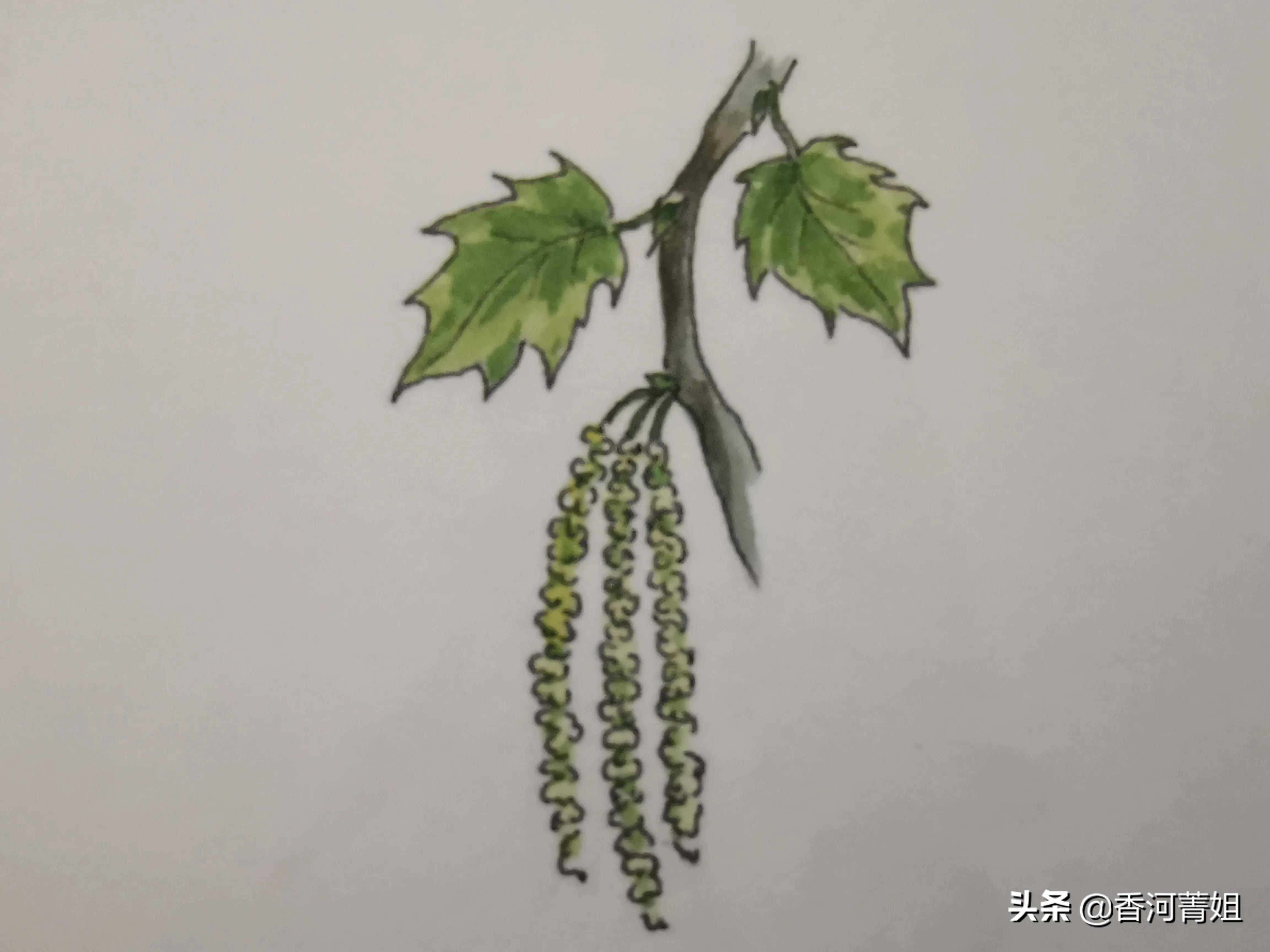 美国红橡木皮,美国红橡木价格