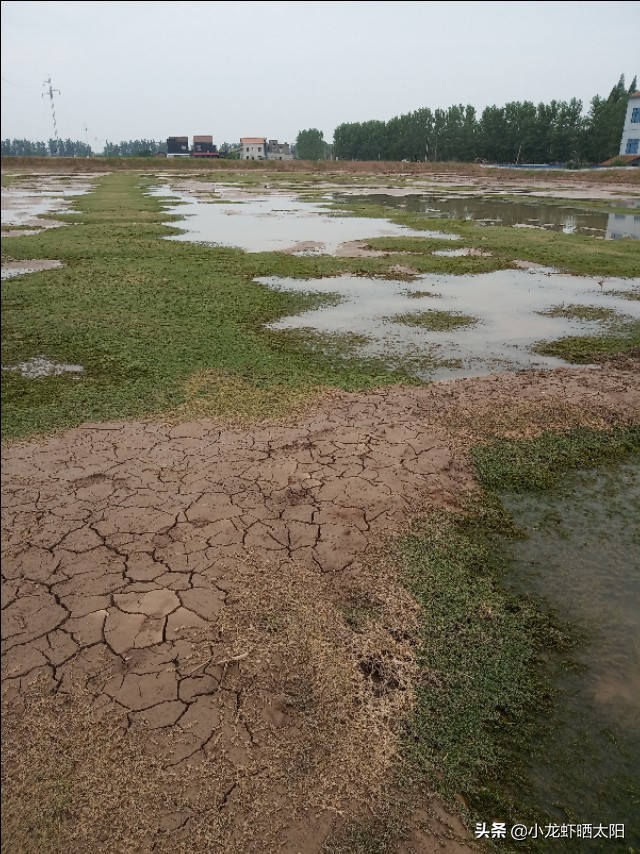 想要小龙虾香放什么,要想虾养得好