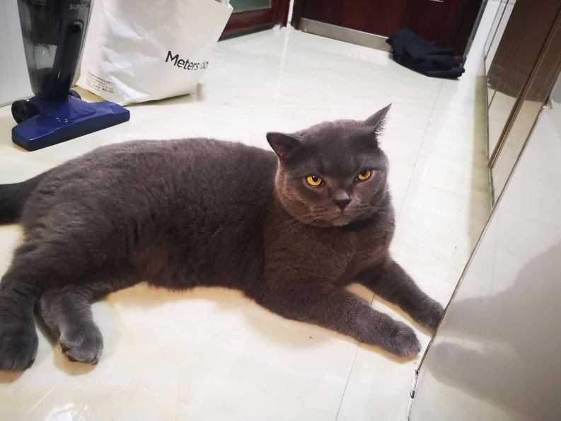 那些年养猫走过的弯路有哪些,新手养猫必备知识