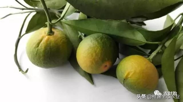 作物虫害识别大全图谱,果园物理防控虫害的方法