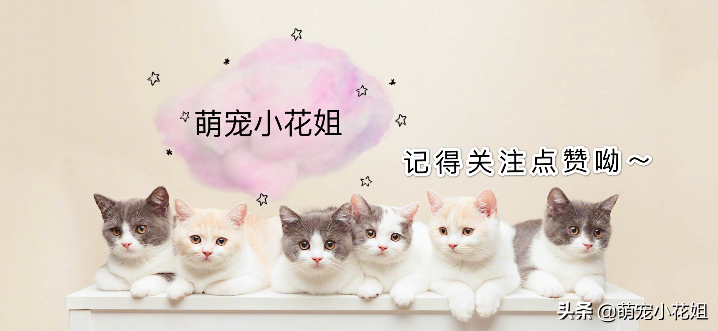 辟谣：和猫睡会感染弓形虫引起神经异常？正确认识弓形虫很重要