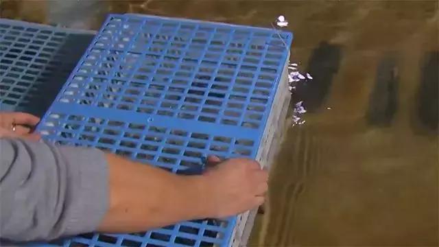 水泥池养龙虾有假的吗,龙虾水泥池养殖方法图解