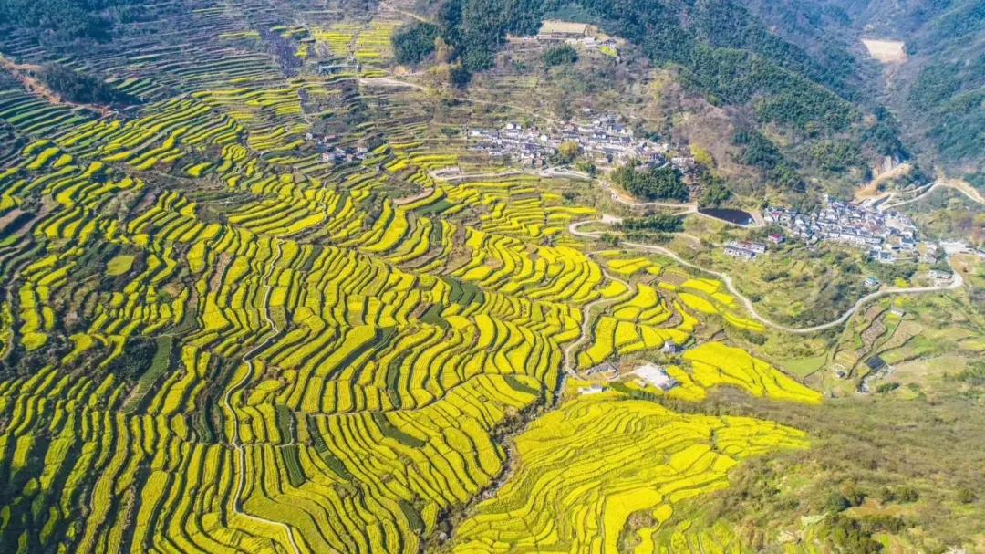 油菜花风景点,罗平县小油菜花