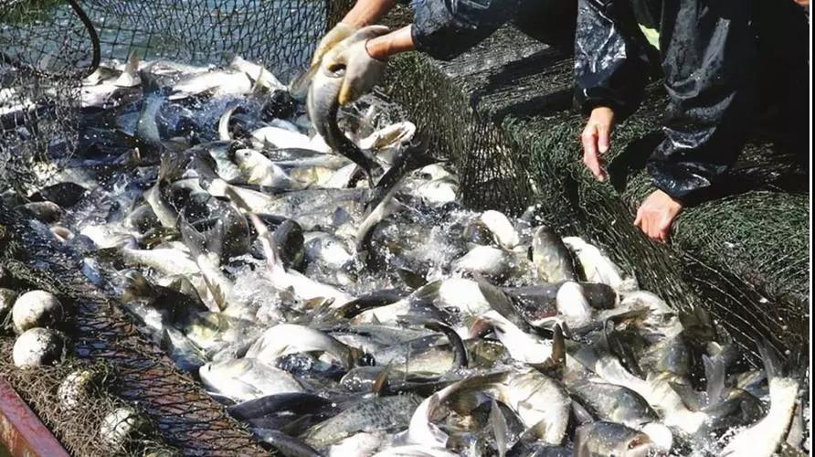 养鱼小知识5步教你如何养好鱼,养鱼技术大全观赏鱼