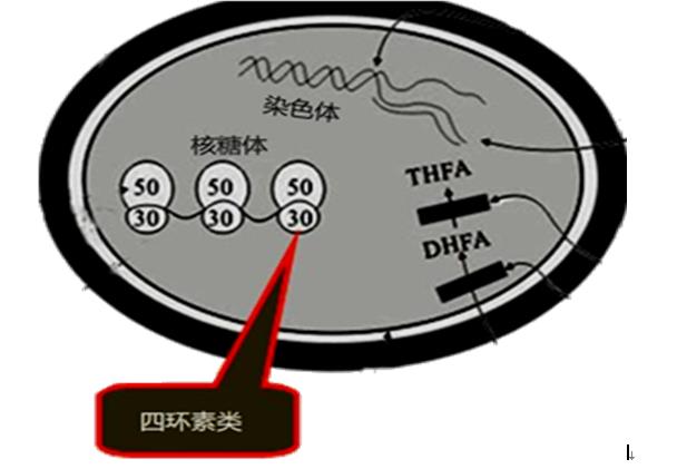 抗菌药物止咳化痰药物,抗菌药有哪些口服药
