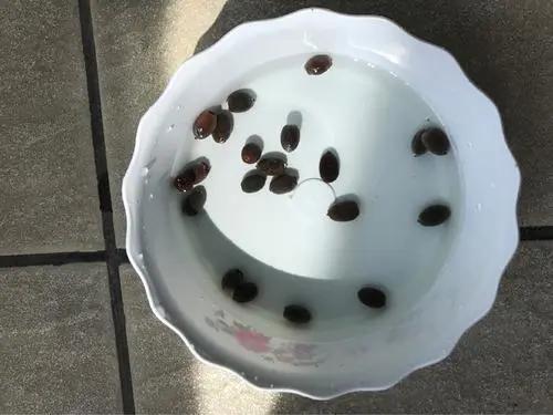 夏季这样养碗莲,碗莲怎么养才能开五颜六色的花