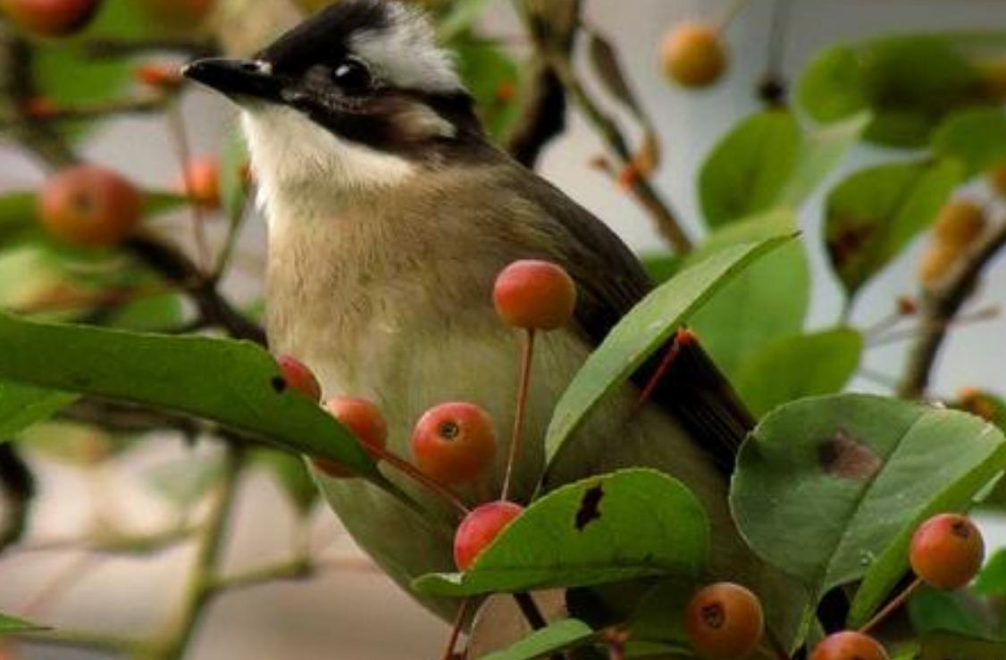 山竹为什么被称为果中皇后,山竹水果什么人适合吃