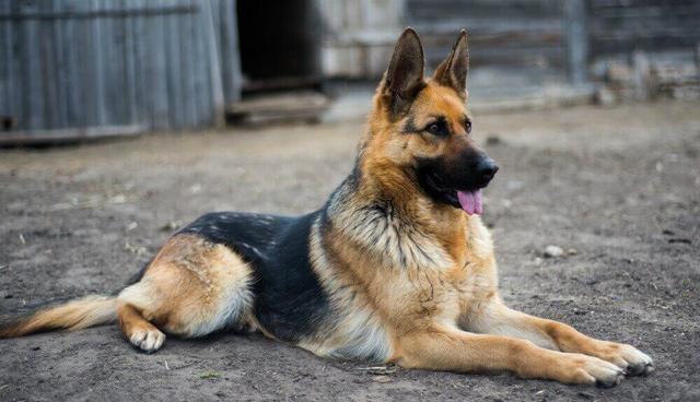 德国牧羊犬好不好养呀,德国牧羊犬好养不